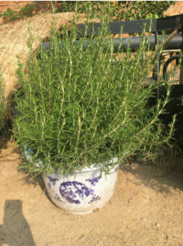 要想培養好迷迭香盆景，這些當然要注意