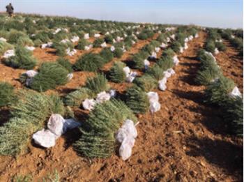 種植迷迭香種苗，不是難事哦！