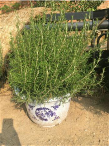 好看的迷迭香盆景，需要你給它做造型